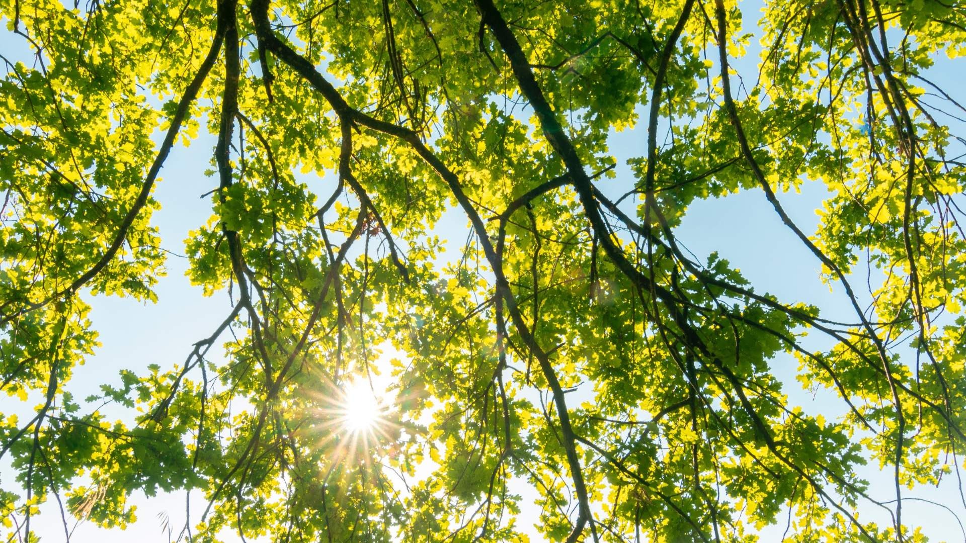 Sunlight through tree canopy